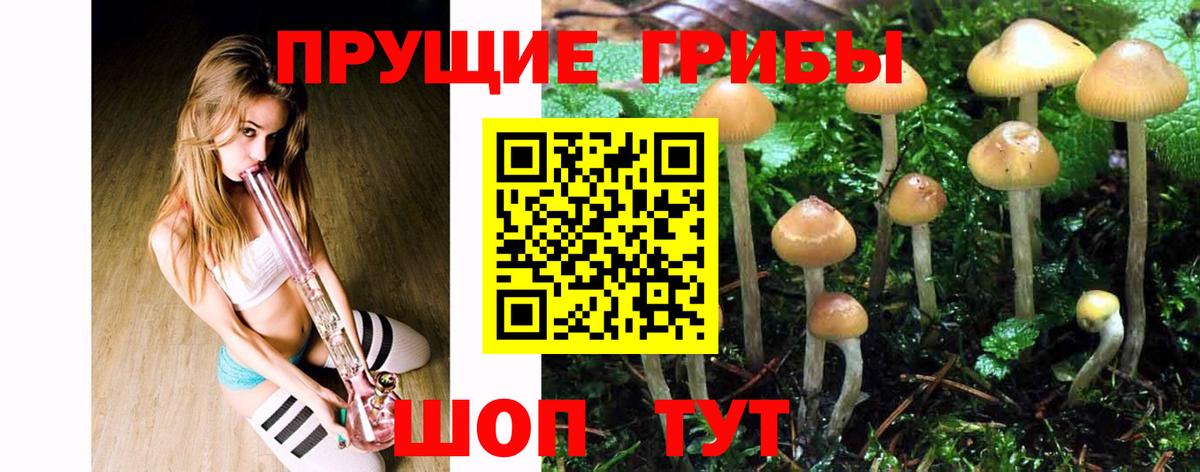 Галлюциногенные грибы Psilocybine cubensis Гатчина